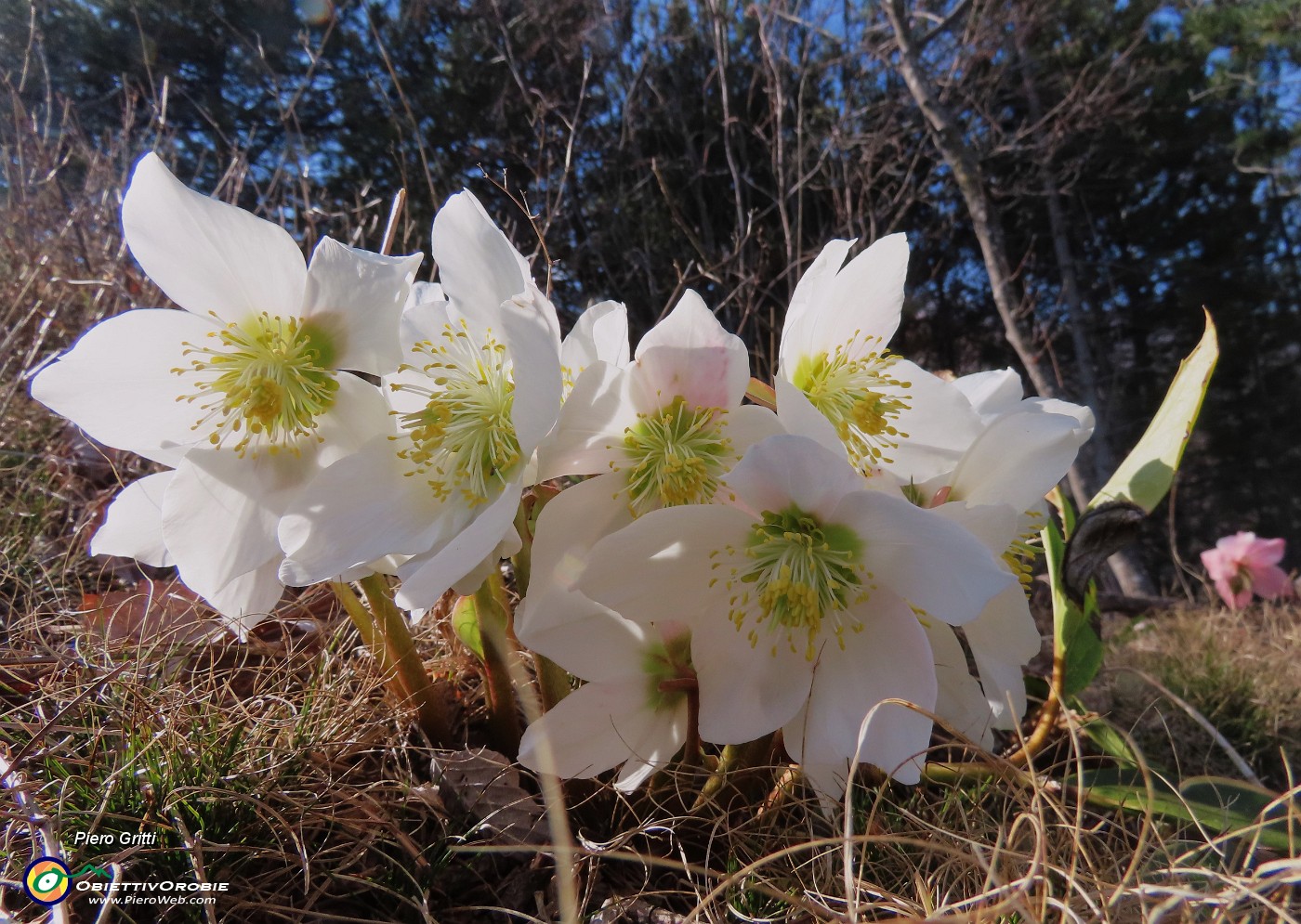 27 Helleborus niger (Ellebori) in piena fioritura belli bianchi.JPG